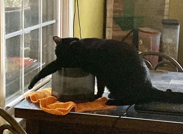 Has Anyone Ever Seen A Cat Drink Like This?