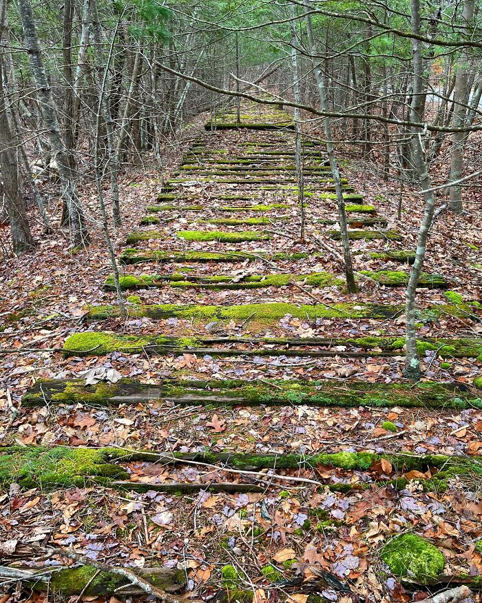 Old Train Track Almost Completely Reclaimed By Nature