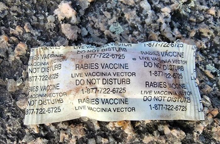 A Rabies Vaccine That Is Airdropped In The Woods For Raccoons To Eat