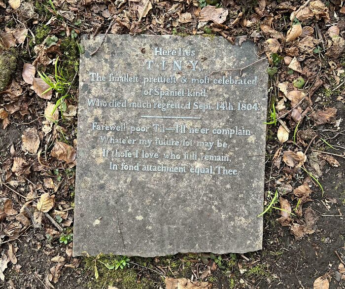 Found A 19th-Century Dog's Gravestone While Out Walking In The Woods