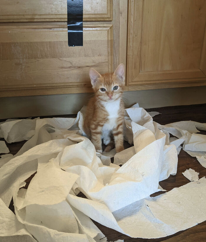 Caught Red-Handed. Tony The Toilet Paper Bandit