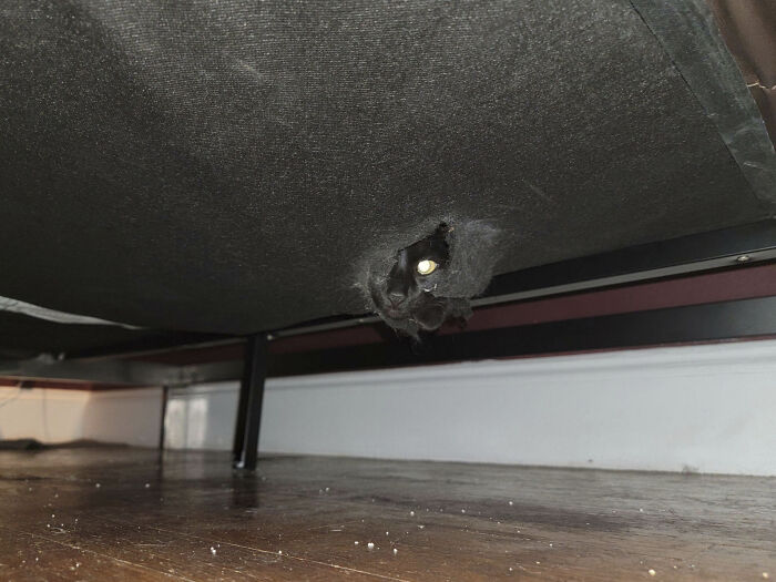 My Cat Didn’t Like Her Trip To The Vet, So She Chewed A Hole Under The Futon And Has Been Hiding In It Since We Got Back