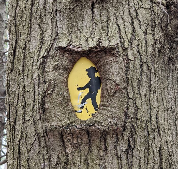 This Tree Ate This Trail Sign But Left The Perfect Window For Little Hiking Man