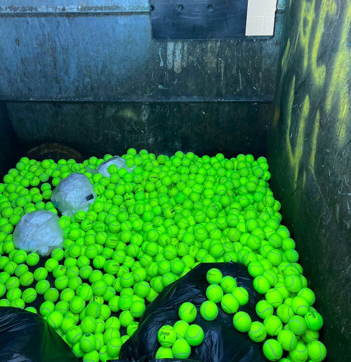 The Gym I Use Threw Out A Ton Of Good Tennis Balls. There Is A Dog Shelter Next Door