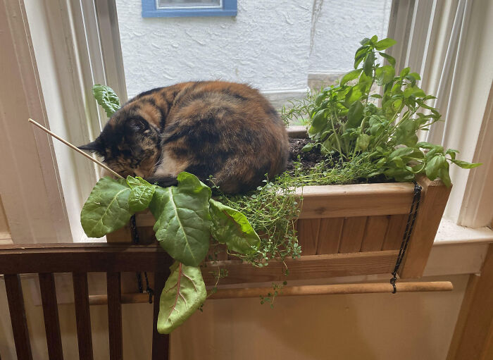 My Wife Couldn’t Figure Out Why The Plants In Her Flower Box Were Dying. I Think I Found The Problem