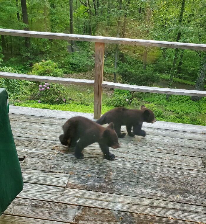 Two Baby Bears On My Grandparents' Deck