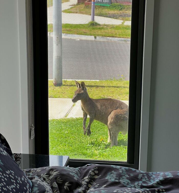 When You Spend Your Whole Life Rolling Your Eyes At Ignorant Foreigners Thinking You Have Kangaroos In Your Front Yard, And You Live In The Suburbs