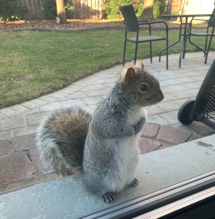 We Fed Our Backyard Squirrel Once... Meet Frankie At Our Backyard Door Waiting For More Nuts