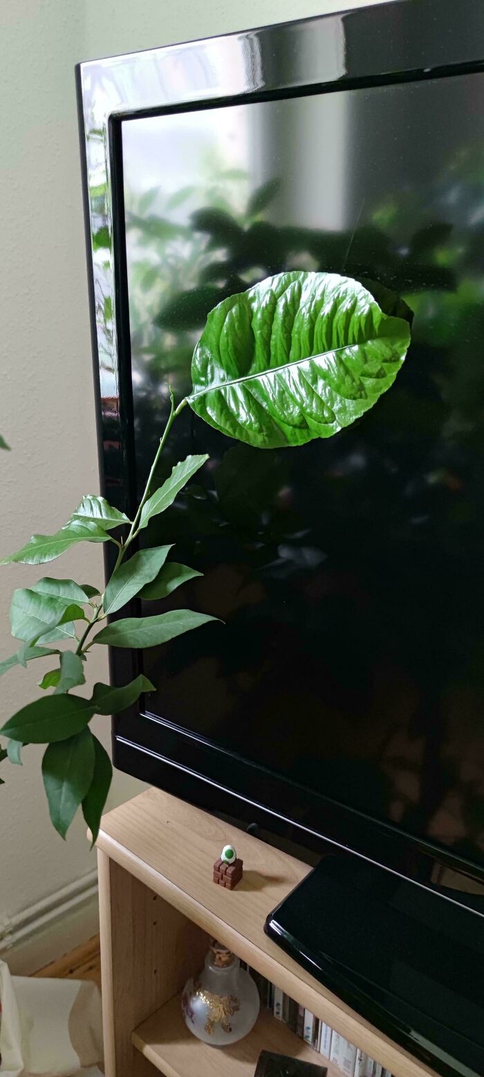 My Lemon Tree Grew One Huge Mutant Leaf To Better Absorb TV Radiation