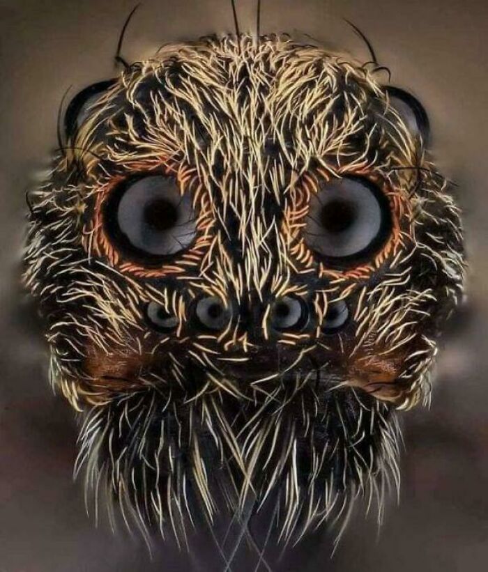 Extreme Close-Up Of A Wolf Spider. Photo Credits: John-Oliver Dum