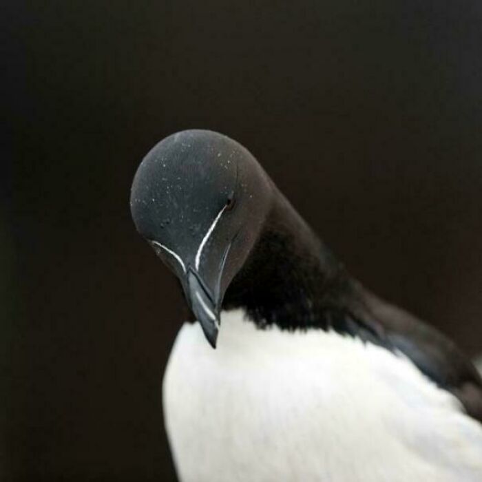 The Sleek, Sexy, And Somewhat Sinister Razorbill