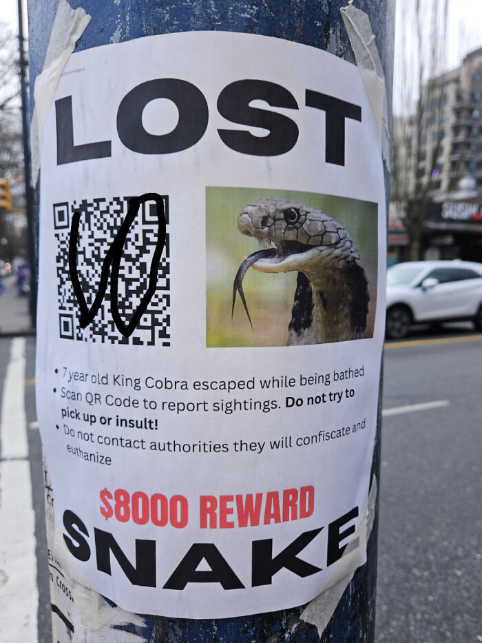 King Cobra Loose In My Neighborhood