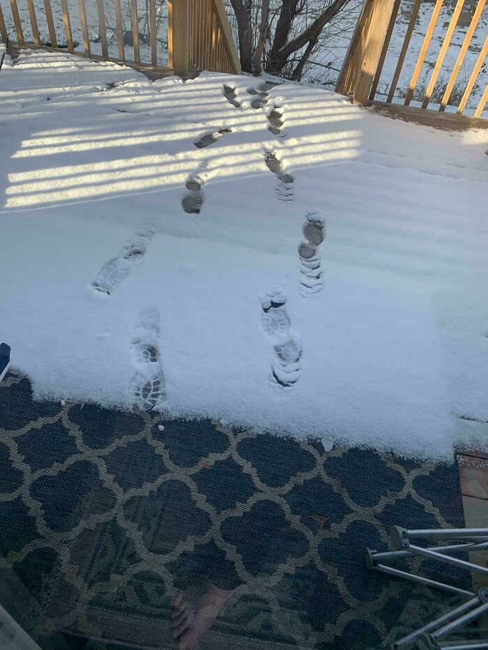 Woke Up This Morning To These Prints On My Back Yard Deck Came Right Up To My Glass Door