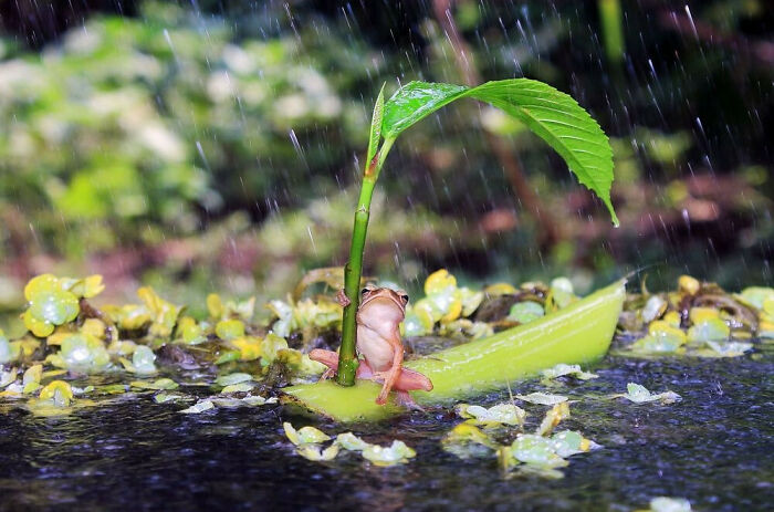 Frog In The Water In A Boat 