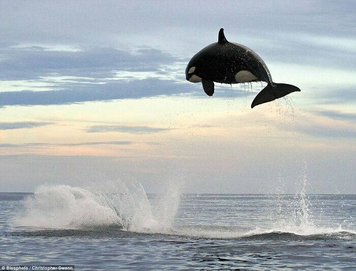 8 Ton Orca Jumping 15ft Out Of The Water