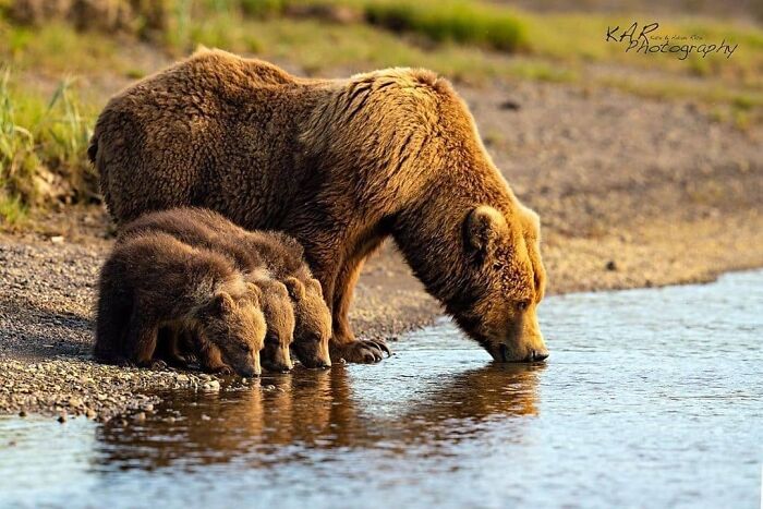 Mother Bear And Cubs Drinking