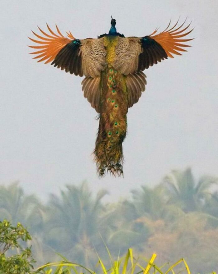 A Rare Image Of A Flying Peacock