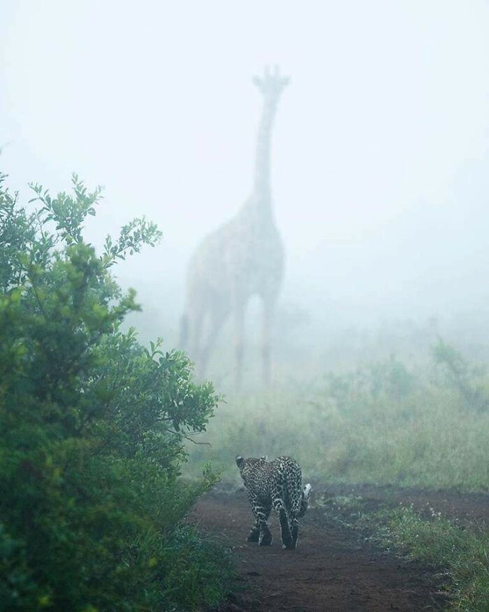 Giraffe And Leopard On A Misty Morning In The African Savanna, South Africa (Photo By Dylan Royal)