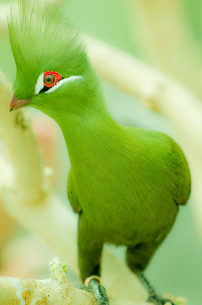 Green Turaco