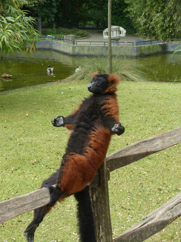 Meditating Lemur (Eulemur Rufus)
