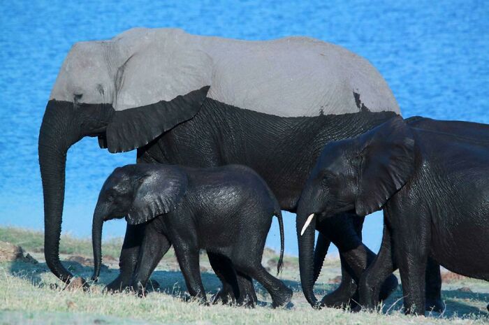 Elephants After A Swim