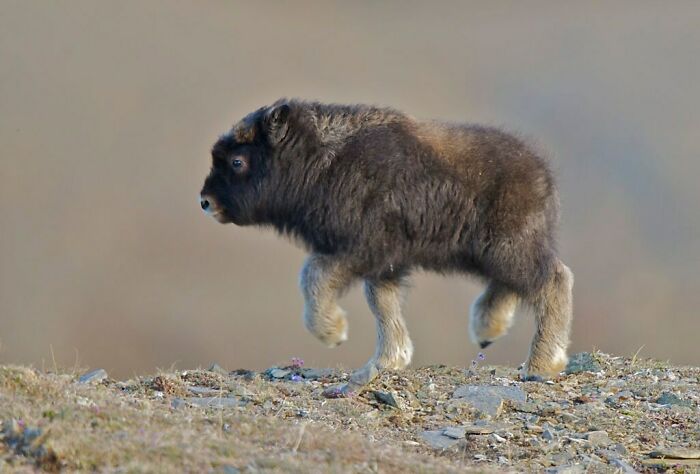 Look At This Baby Muskox