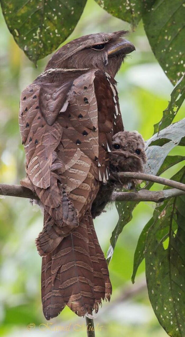 Malaysian Large Frogmouth And Her Chick