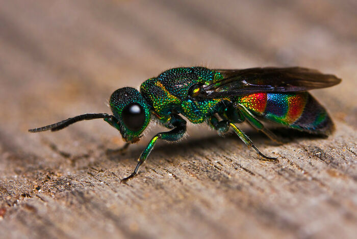 Not All Wasps Are Yellow. Here's A Multi-Colored Cuckoo Wasp