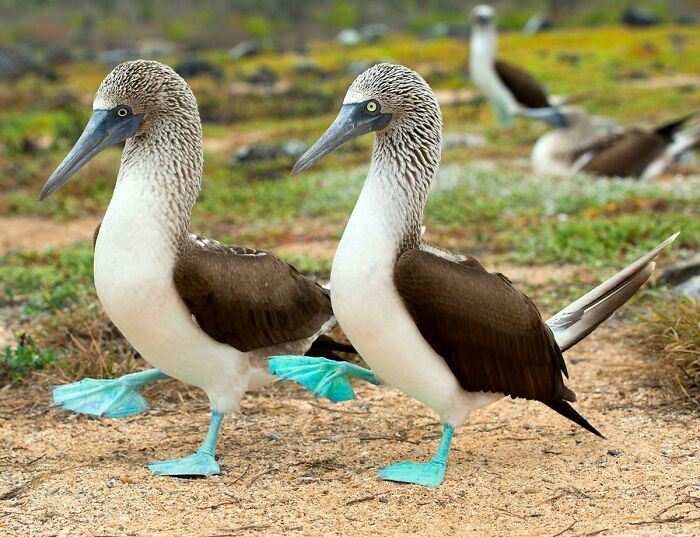 Blue-Footed Boobies