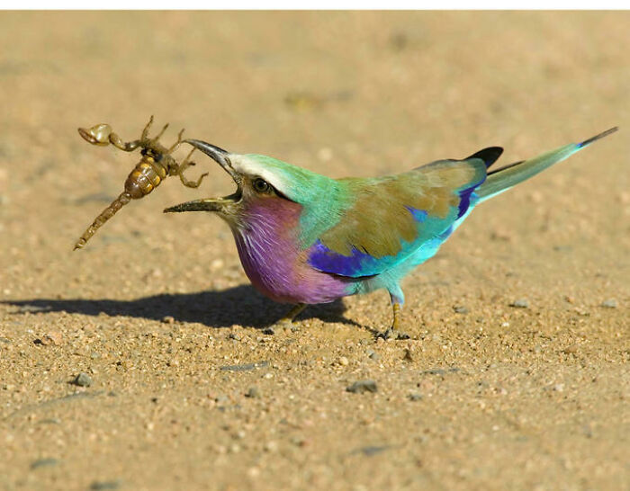 Lilac Breasted Roller V/S Scorpion