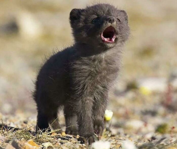 Wolf Pup