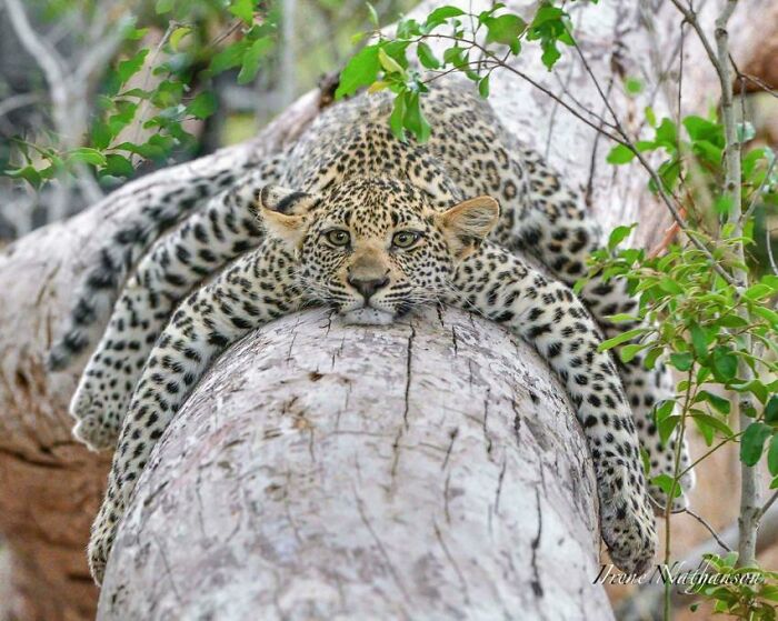 zonked leopard
