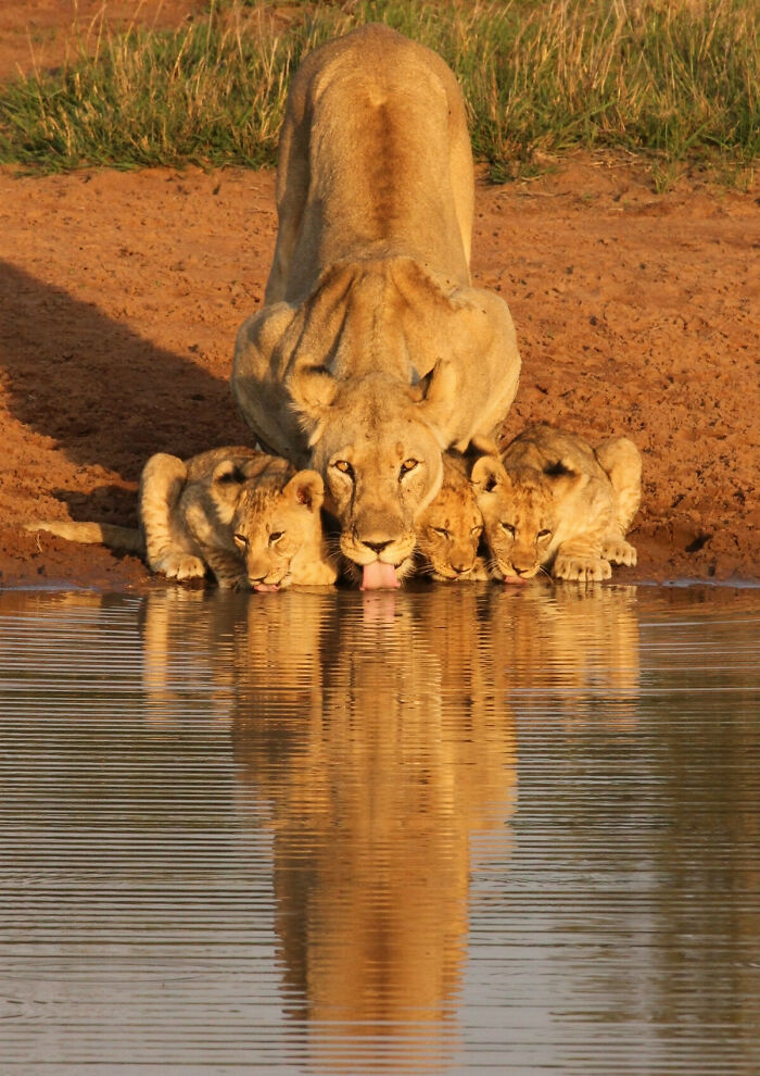 Lioness And Cubs Drinking