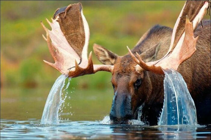 Moose (Alces Alces)