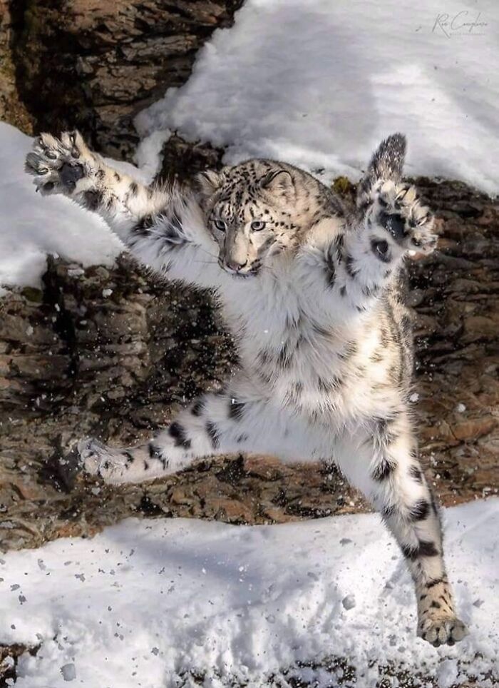 Snow Leopard Mid-Leap