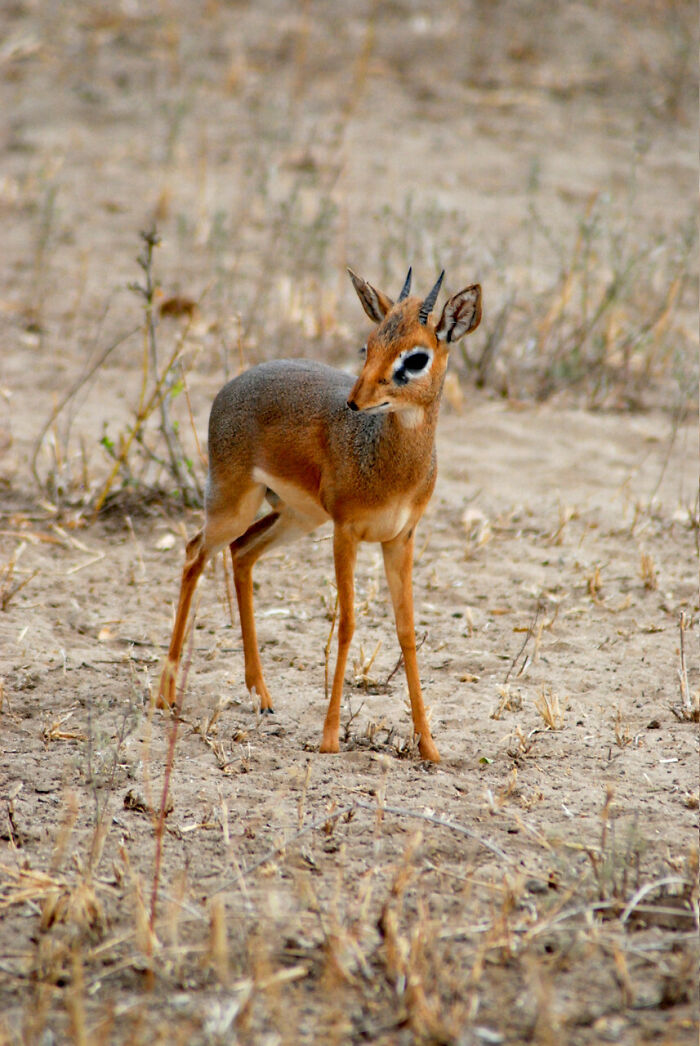 The Dik-Dik, A Very Small Gazelle That Stands About 12-16 In From The Ground