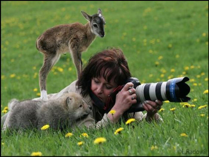 "Whatcha Doin' Lady?" A Professional Photographer Out In The Field Is Approached By Both A Wolf Cub And A Fawn