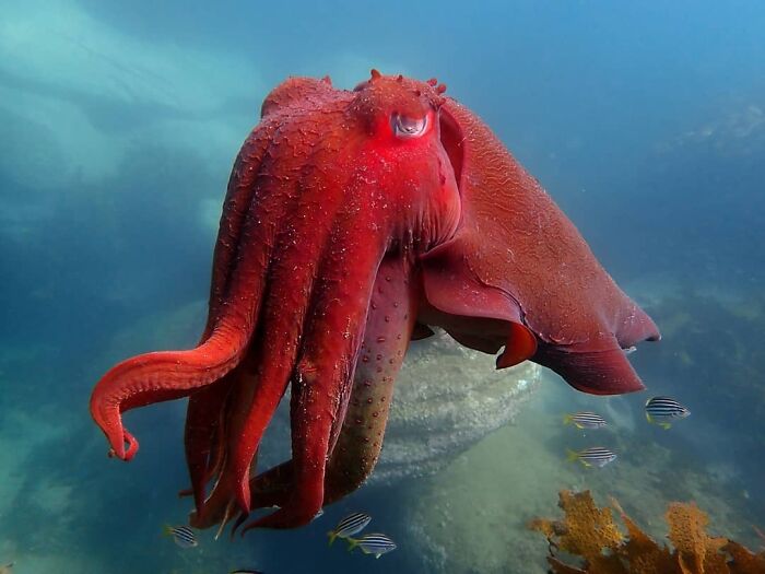 Australia Giant Cuttlefish