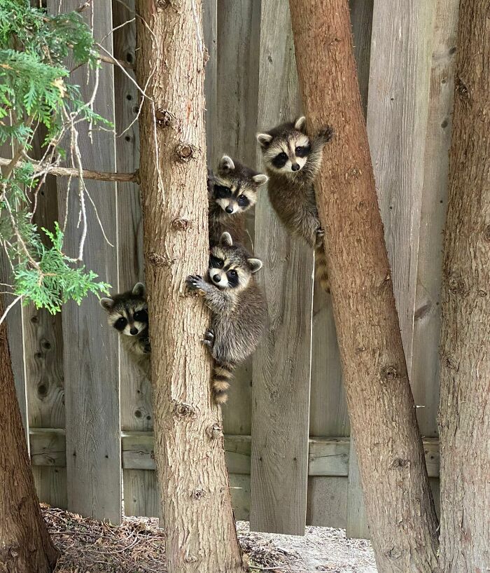 A Family Of Raccoons In My Yard