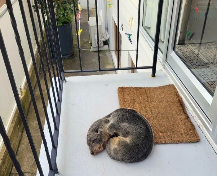 Surprise Snoozing Seal Pup