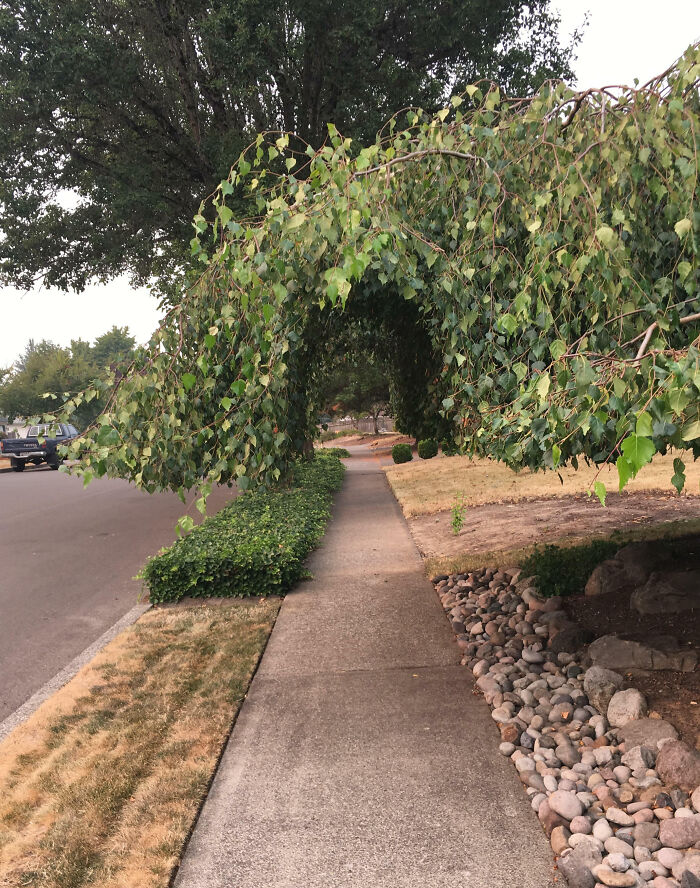 My Neighbor Trimmed Their Tree In A Way That The Sidewalk Can Still Be Used
