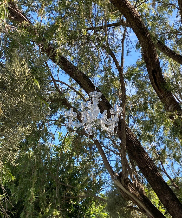 My Neighbors Put A Chandelier In A Tree