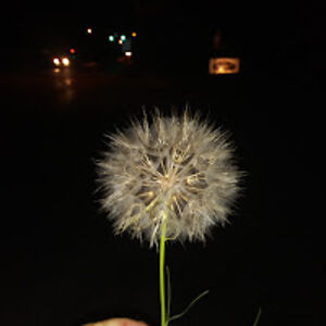 kristencurtis-gortney avatar