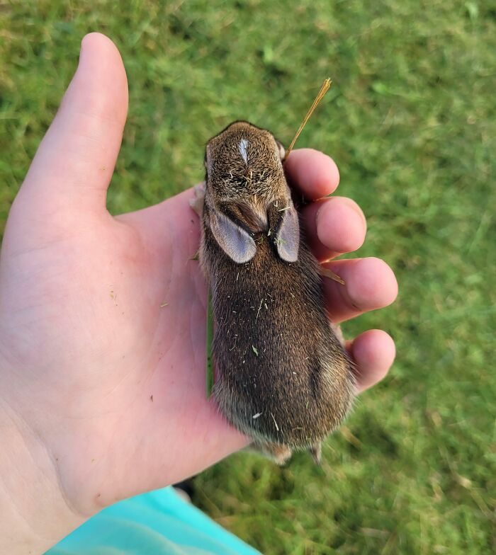 I Found A Baby Rabbit While Mowing The Lawn