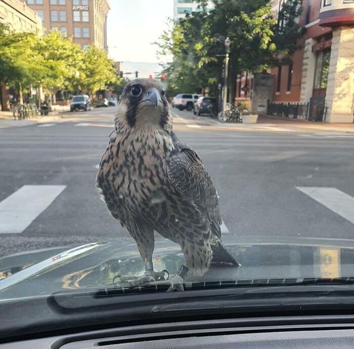 I Was Sitting At A Red Light When A Peregrine Falcon Landed On The Hood Of My Car