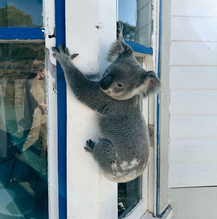 This Random Koala Is On The Side Of My House