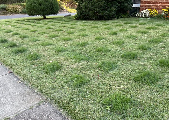 Really Even Squares Left In My Neighbor's Lawn