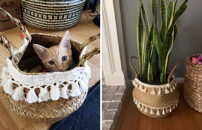 The Only Question Is, How Many Woven Seagrass Belly Baskets Does One Need?