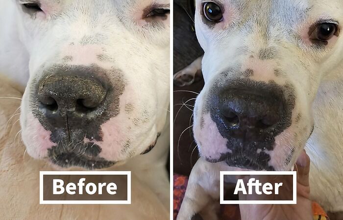 If Your Fur Baby's Nose Is More Chapped Than Your Lips, It Might Be Time To Get Them Some Nose Balm 