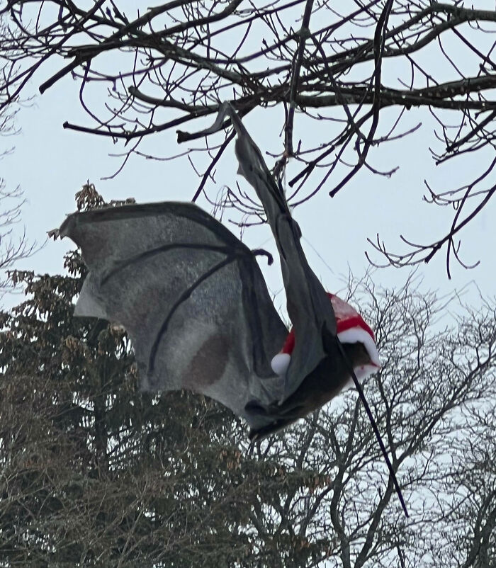Neighbor Left Up Their Bat After Halloween And Added A Little Christmas Flair
